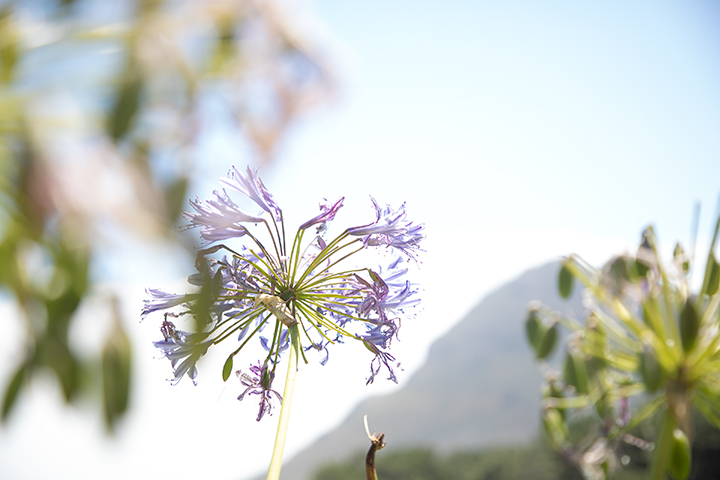 cape point vineyard, cape town south africa