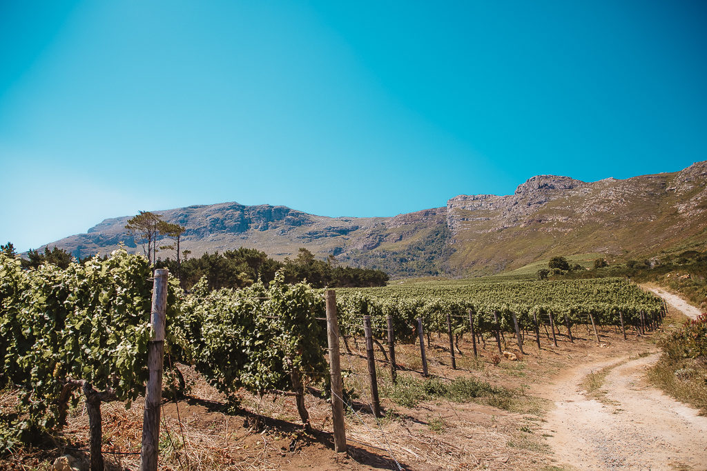 cape point vineyards, cape town south africa