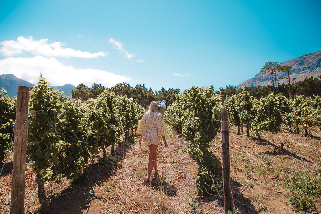 cape point vineyards, cape town south africa