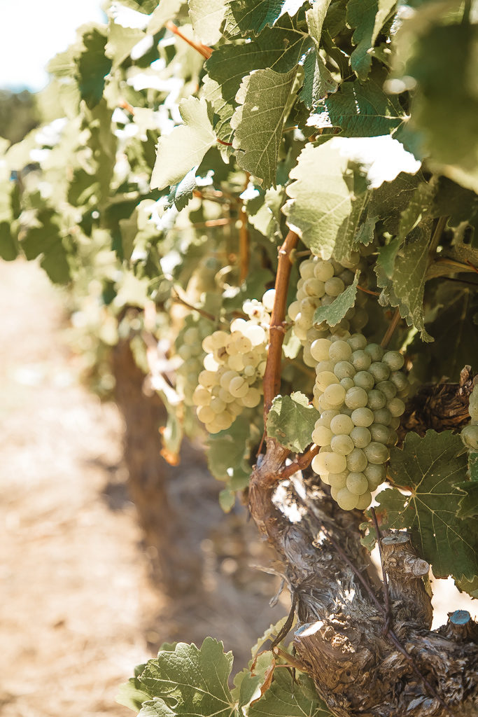 Vineyard near me now new arrivals