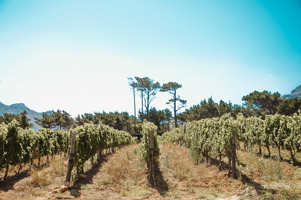 cape point vineyards, cape town south africa