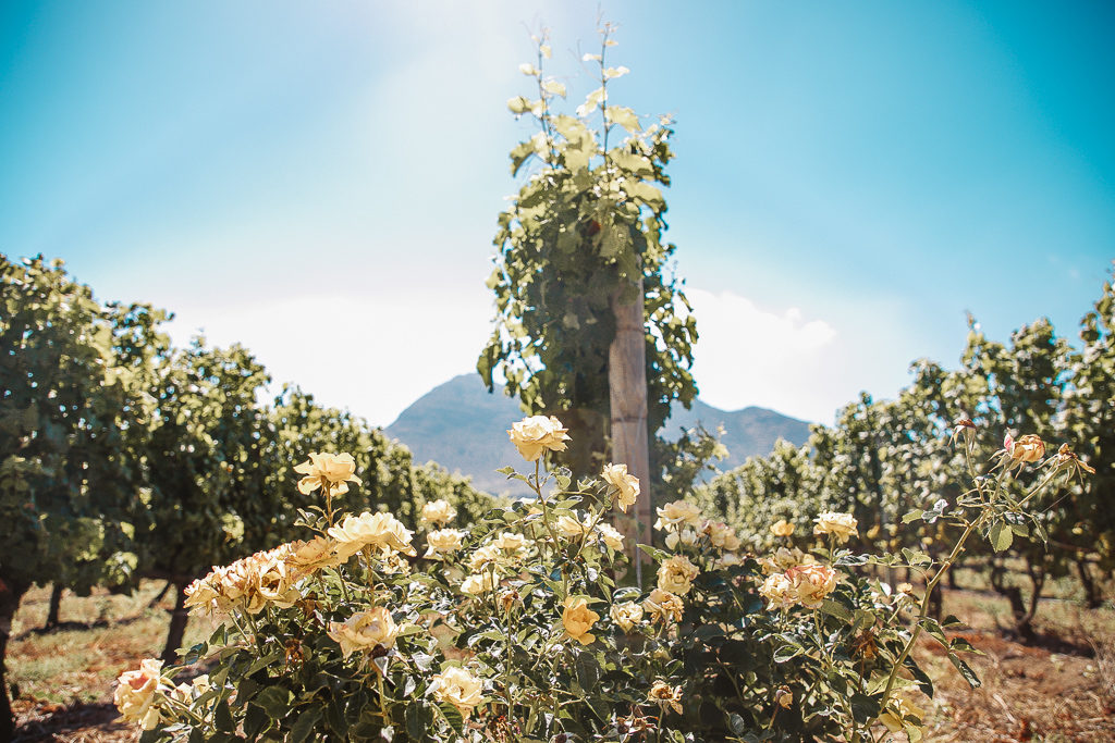 cape point vineyards, cape town south africa