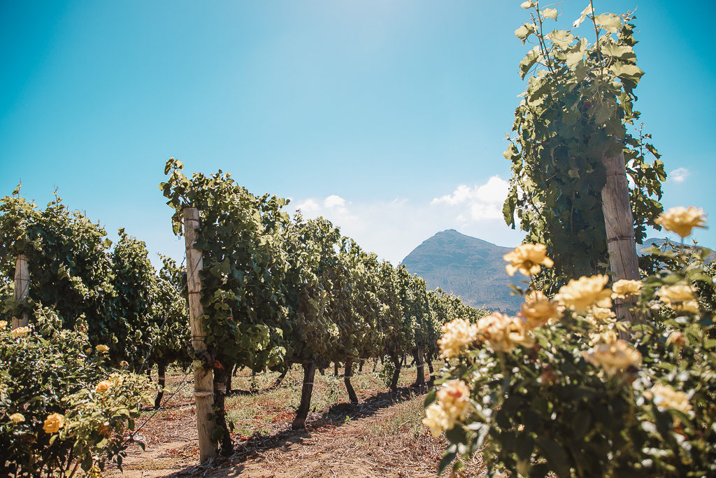 cape point vineyard, cape town south africa