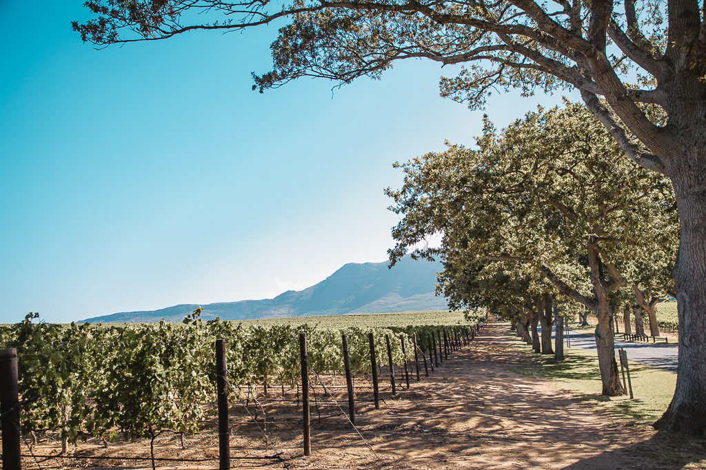 groot constantia vineyard