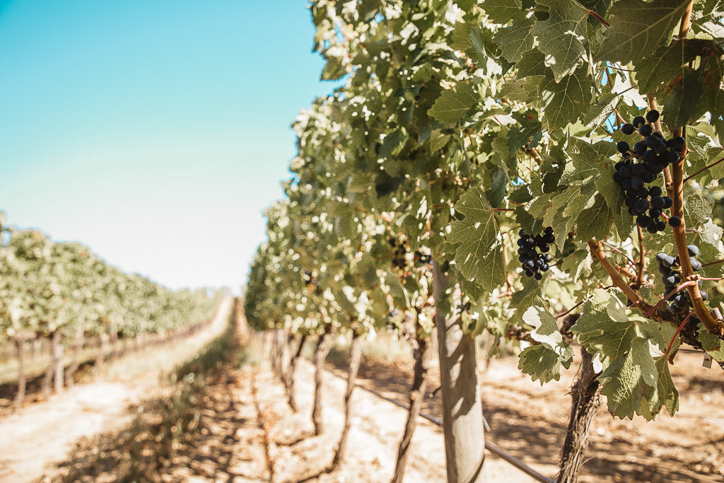 groot constantia vineyard, cape town south africa